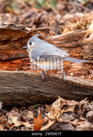 Baeolophus bicolor, die getuftete Titmaus, bringt lebendige Energie in die nordamerikanischen Wälder. Mit seinem unverwechselbaren Wappen und seinem fröhlichen Auftreten ist dieses kleine Stockfoto