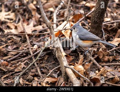 Baeolophus bicolor, die getuftete Titmaus, bringt lebendige Energie in die nordamerikanischen Wälder. Mit seinem unverwechselbaren Wappen und seinem fröhlichen Auftreten ist dieses kleine Stockfoto