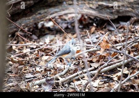 Baeolophus bicolor, die getuftete Titmaus, bringt lebendige Energie in die nordamerikanischen Wälder. Mit seinem unverwechselbaren Wappen und seinem fröhlichen Auftreten ist dieses kleine Stockfoto