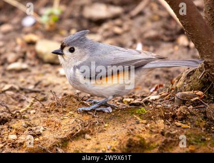 Baeolophus bicolor, die getuftete Titmaus, bringt lebendige Energie in die nordamerikanischen Wälder. Mit seinem unverwechselbaren Wappen und seinem fröhlichen Auftreten ist dieses kleine Stockfoto