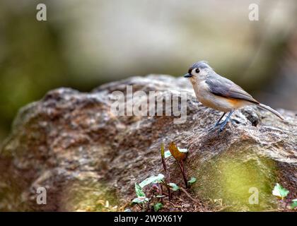 Baeolophus bicolor, die getuftete Titmaus, bringt lebendige Energie in die nordamerikanischen Wälder. Mit seinem unverwechselbaren Wappen und seinem fröhlichen Auftreten ist dieses kleine Stockfoto