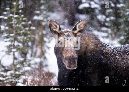 Bulle Elch steht im Winter in Tannen im Schnee Stockfoto