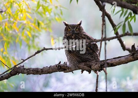 Die Großhorneule sitzt auf einem Baum in den Rocky Mountains von Colorado Stockfoto