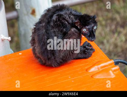 Eulemur flavifrons, die Blauäugige schwarze Lemur, verzaubert die Wälder Madagaskars mit ihrem faszinierenden Blick. Dieser gefährdete Primaten mit markanter blauer Ei Stockfoto