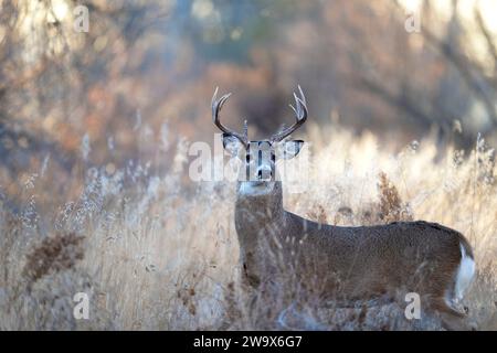 Weißschwanzhirsch, der an einem sonnigen Herbsttag auf einer Wiese steht Stockfoto