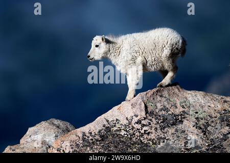 Baby Mountain Goat steht auf Felsen in den Rocky Mountains von Colorado Stockfoto