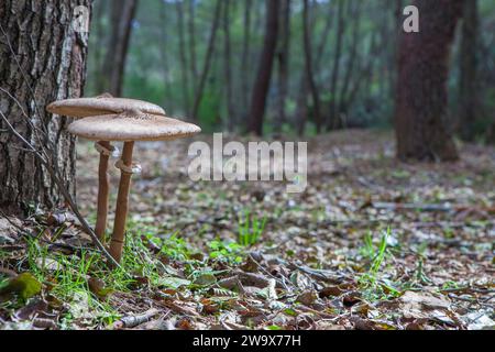 Sonnenschirmpilze, die in der Nähe der Baumbasis wachsen. Bodenansicht Stockfoto