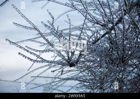 Vereisung in der Welt der Zweige mit langen grünen Nadeln bedeckt mit einer dünnen Eisschicht an einem Wintertag. Stockfoto
