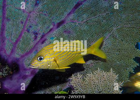 Ein farbenfroher französischer Grunt, Haemulon flavolineatum, unter Wasser im Florida Keys National Marine Sanctuary, Key Largo, Florida Stockfoto