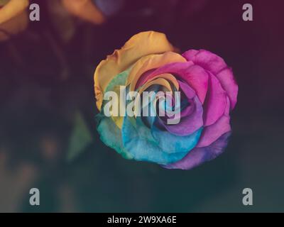 valentinstag Jahrestag einzelne Regenbogen lgbt Rose aus nächster Nähe von einem abscheulich verfärbten Hintergrund Stockfoto