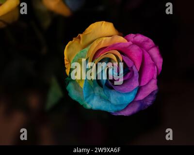 valentinstag Jahrestag Single Rainbow lgbt Rose aus nächster Nähe Stockfoto