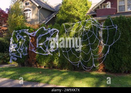 Halloween Spinnennetz Dekorationen an einer Hecke vor einem Haus Stockfoto