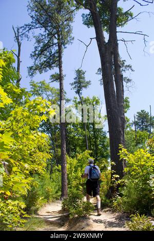 Ein älterer Mann wandert in den Wald an einem Tag mit klarem Himmel, umgeben von grünen Bäumen. Stockfoto