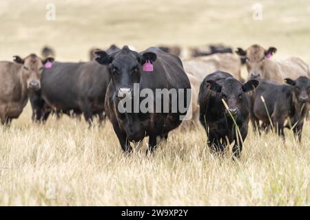 Rinderstiere und Kühe, die auf Gras auf einem Feld weiden, in Australien. Heu und Silage essen. Zu den Rassen gehören murray Grey, angus, Brangus und Wagyu. Stockfoto