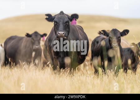 Rinderstiere und Kühe, die auf Gras auf einem Feld weiden, in Australien. Heu und Silage essen. Zu den Rassen gehören murray Grey, angus, Brangus und Wagyu. Stockfoto