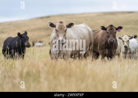 Rinderstiere und Kühe, die auf Gras auf einem Feld weiden, in Australien. Heu und Silage essen. Zu den Rassen gehören murray Grey, angus, Brangus und Wagyu. Stockfoto