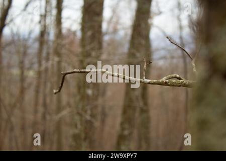 Ein kleiner, einsamer und trockener Baumzweig, der von einem Baum in einem Wald mit gefallenen Blättern in der Herbstsaison stochelt. Stockfoto
