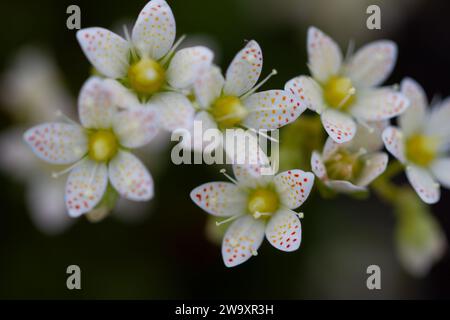 Stachelige Saxfrage oder dreizähnige Saxfrage, kleine cremefarbene weiße Blüten mit roten und gelblich-orangen Flecken. Wächst in der kanadischen Arktis Stockfoto