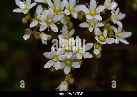 Stachelige Saxfrage oder dreizähnige Saxfrage, kleine cremefarbene weiße Blüten mit roten und gelblich-orangen Flecken. Wächst in der kanadischen Arktis Stockfoto