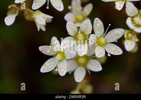 Stachelige Saxfrage oder dreizähnige Saxfrage, kleine cremefarbene weiße Blüten mit roten und gelblich-orangen Flecken. Wächst in der kanadischen Arktis Stockfoto