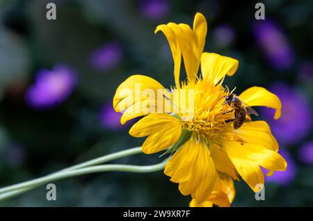 Makro einer Biene auf einer gelben Blanketblüte Stockfoto