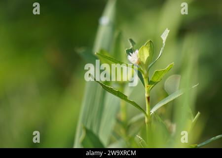 Alligatorkraut (Alternanthera philoxeroides) mit Hintergrund. Das exotische tropische Gras mit einem besonderen Aroma. Das Gras wächst im Garten. Stockfoto