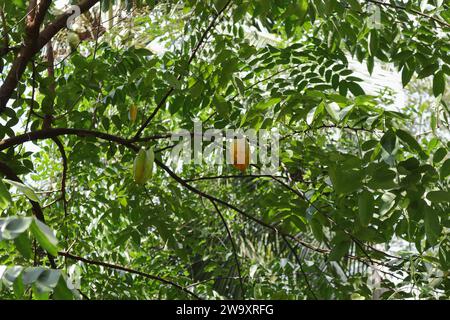 Blick auf einen Zweig eines Sternobstbaums (Carambola-Baum) mit reifenden Früchten Stockfoto