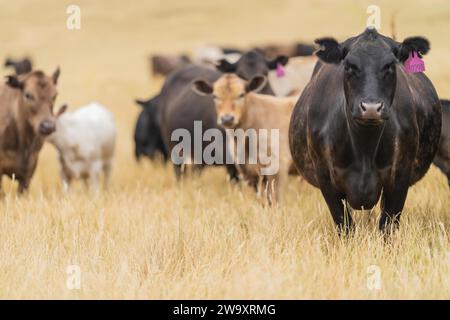 Rinderstiere und Kühe, die auf Gras auf einem Feld weiden, in Australien. Heu und Silage essen. Zu den Rassen gehören murray Grey, angus, Brangus und Wagyu. Stockfoto