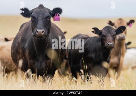 Rinderstiere und Kühe, die auf Gras auf einem Feld weiden, in Australien. Heu und Silage essen. Zu den Rassen gehören murray Grey, angus, Brangus und Wagyu. Stockfoto