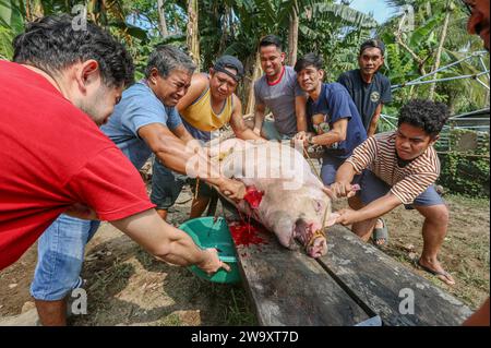 San Jose del Monte, Philippinen. 31. Dezember 2023: Traditionelle Schweineschlachtung für Silvesterfeiern inmitten von Palmen. Im Nordosten des überurbanisierten Manilas gewinnt das philippinische ländliche Leben seine Rechte zurück, und hausgemachte Schweineschlachtung ist eine gängige Praxis, weit entfernt von industriellen Standards oder Tierschutz. Voller Aberglauben (kein Huhn/Fisch), müssen philippinische Familien um Mitternacht warten, um sich für Media Noche zu versammeln, ein festliches lautes Abendessen, das bis zum Morgen dauert und das Ende der längsten Weihnachts- und Weihnachtssaison der Welt feiert.Credit: Kevin Izorce/Alamy Live News Stockfoto