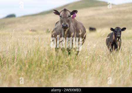 Rinderstiere und Kühe, die auf Gras auf einem Feld weiden, in Australien. Heu und Silage essen. Zu den Rassen gehören murray Grey, angus, Brangus und Wagyu. Stockfoto
