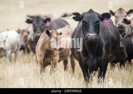 Rinderstiere und Kühe, die auf Gras auf einem Feld weiden, in Australien. Heu und Silage essen. Zu den Rassen gehören murray Grey, angus, Brangus und Wagyu. Stockfoto