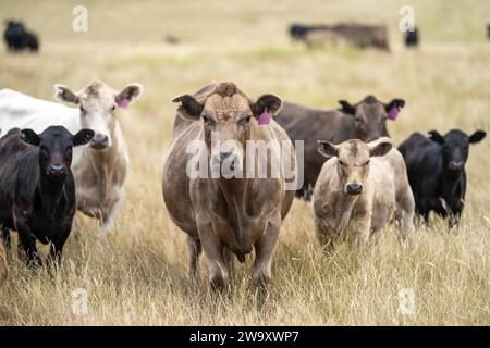 Rinderstiere und Kühe, die auf Gras auf einem Feld weiden, in Australien. Heu und Silage essen. Zu den Rassen gehören murray Grey, angus, Brangus und Wagyu. Stockfoto