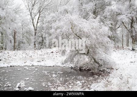 Birken und ein gefrorener Teich im Schnee. Grantown auf Spey, Highlands, Schottland Stockfoto