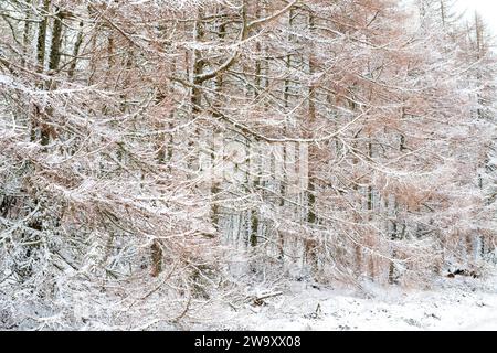 Larix decidua. Lärchen im Winterschnee. Schottland Stockfoto