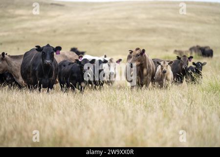 Rinderstiere und Kühe, die auf Gras auf einem Feld weiden, in Australien. Heu und Silage essen. Zu den Rassen gehören murray Grey, angus, Brangus und Wagyu. Stockfoto