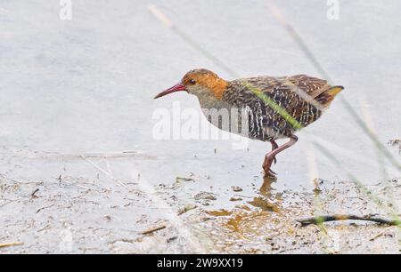 Lewin's Rail Lewinia pectoralis ein geheimnisvoller Feuchtvogel im Wattengebiet des Brown's River in Kingston, Hobart, Tasmanien, Australien Stockfoto