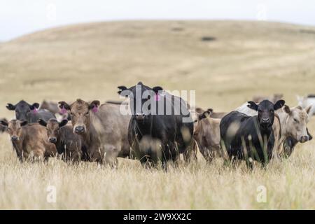 Rinderstiere und Kühe, die auf Gras auf einem Feld weiden, in Australien. Heu und Silage essen. Zu den Rassen gehören murray Grey, angus, Brangus und Wagyu. Stockfoto
