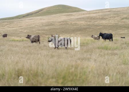 Rinderstiere und Kühe, die auf Gras auf einem Feld weiden, in Australien. Heu und Silage essen. Zu den Rassen gehören murray Grey, angus, Brangus und Wagyu. Stockfoto