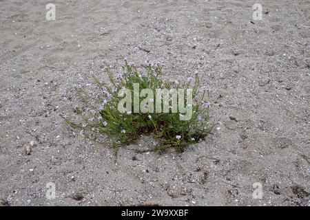 Cakile maritima, Brassicaceae, Sea Rocket. Eine wilde Pflanze, die im Herbst geschossen wurde. Stockfoto