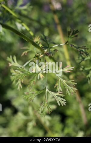 Coriandrum sativum, Coriander, Apiaceae. Eine wilde Pflanze, die im Herbst geschossen wurde. Stockfoto
