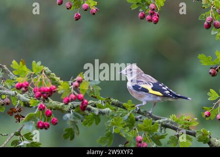 Europäischer Goldfink [ Carduelis carduelis ] Jungvogel auf Weißdornzweig, bedeckt mit roten Beeren Stockfoto