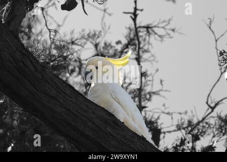 Schwefel-Schimmelkakatoo, der in einem Baum thront Stockfoto