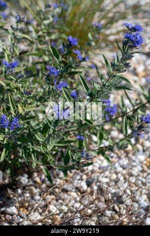 Blühende Karyopteris oder Blaubart im Garten. Stockfoto