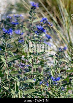 Blühende Karyopteris oder Blaubart im Garten. Stockfoto