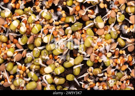 Gemischte Sprossen keimen auf Humusboden, Nahaufnahme, von oben. Keimende Mungbohnen, Rettich, Linsen und gelber Senf, mit kleinen Wurzelhaaren. Stockfoto