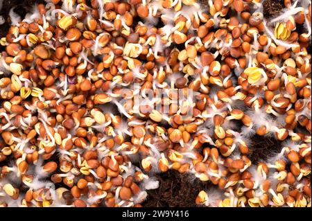 Radieschsprossen keimen auf Humusboden, Nahaufnahme, von oben. Keimender Raphanus sativus mit kleinen Wurzelhaaren, oft mit Schimmel verwechselt. Stockfoto