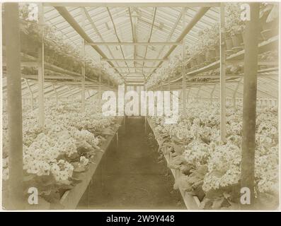 Pflanzen Sie Gewächshaus mit Primulas von Herrn G. Scholten in Maarssen, Richard Tepe, um 1900 - um 1940 Foto Niederlande fotografisches Stützhaus, Glashaus. Blüten: Primula Maarssen Stockfoto