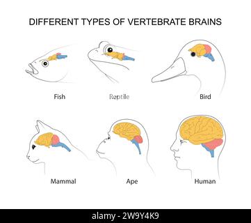 Vertebraten-Gehirne: Evolution, Strukturen und Funktionen Stockfoto