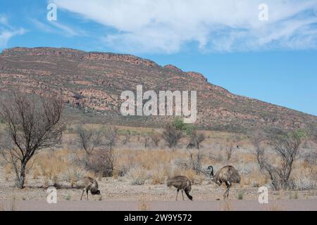 Wilde Emu (Dromaius novaehollandiae) und zwei der Küken am Straßenrand im Wilpena Pound, Ikara-Flinders Ranges-Nationalpark, South Austral Stockfoto